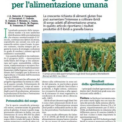 Pubblicazione: A confronto gli ibridi di sorgo per l’alimentazione umana