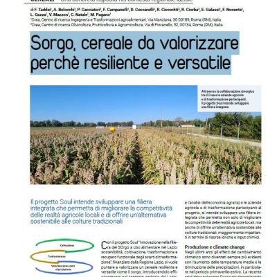Pubblicazione: Sorgo, cereale da valorizzare perchè resiliente e versatile