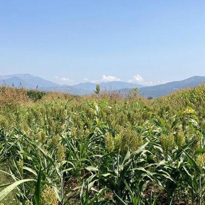 Foto AzGazzetti_Pontinia17_7_24a