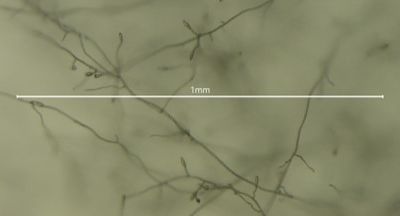 Foto InfantinoCREA-DC Alternaria2